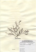 藏品(傘房龍鬚菜)的圖片